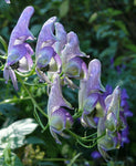 Aconitum variegatum | Devils Helmet | European Monkshood | Wolfs Bane | 10_Seeds