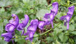 Aconitum variegatum | Devils Helmet | European Monkshood | Wolfs Bane | 10_Seeds