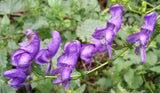 Aconitum variegatum | Devils Helmet | European Monkshood | Wolfs Bane | 10_Seeds