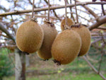 Actinidia chinensis | Golden Kiwi | 20_Seeds