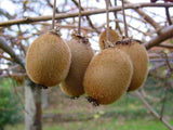 Actinidia chinensis | Golden Kiwi | 20_Seeds