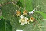 Actinidia chinensis | Golden Kiwi | 20_Seeds