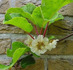 Actinidia chinensis | Golden Kiwi | 20_Seeds