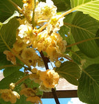 Actinidia chinensis | Golden Kiwi | 20_Seeds