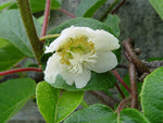 Actinidia chinensis | Golden Kiwi | 20_Seeds