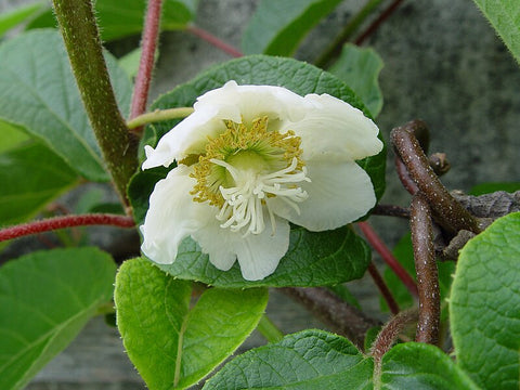 thumbnail image 2 of 10 Golden Kiwi Seeds - Actinidia Chinensis - Sweet Fruit Seeds For Home Garden 2 of 5
