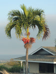 Adonidia merrillii | Christmas Palm | 5_Seeds