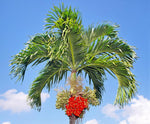 Adonidia merrillii | Christmas Palm | 5_Seeds