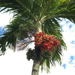Adonidia merrillii | Christmas Palm | 5_Seeds