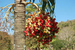 Adonidia merrillii | Christmas Palm | 5_Seeds