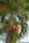 Adonidia merrillii | Christmas Palm | 5_Seeds