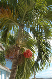 Adonidia merrillii | Christmas Palm | 5_Seeds