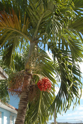 Adonidia merrillii | Christmas Palm | 5_Seeds