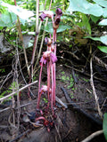 Aeginetia indica | Indian Broomrape | Forest Ghost Flower | 100_Seeds