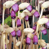 Aeginetia indica | Indian Broomrape | Forest Ghost Flower | 100_Seeds