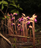Aeginetia indica | Indian Broomrape | Forest Ghost Flower | 100_Seeds