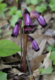 Aeginetia indica | Indian Broomrape | Forest Ghost Flower | 100_Seeds