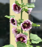 Alcea rosea Creme do Cassis | 10_Seeds
