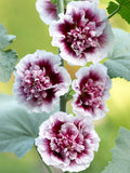Alcea rosea Creme do Cassis | 10_Seeds