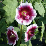 Alcea rosea Creme do Cassis | 10_Seeds
