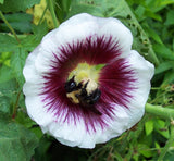 Alcea rosea Creme do Cassis | 10_Seeds