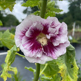 Alcea rosea Creme do Cassis | 10_Seeds