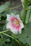Alcea rosea Halo Blush | Hollyhock | 10_Seeds