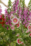 Alcea rosea Halo Blush | Hollyhock | 10_Seeds