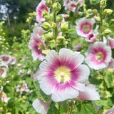 Alcea rosea Halo Blush | Hollyhock | 10_Seeds