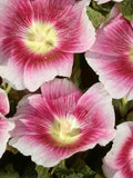 Alcea rosea Halo Blush | Hollyhock | 10_Seeds