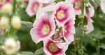 Alcea rosea Halo Blush | Hollyhock | 10_Seeds