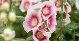 Alcea rosea Halo Blush | Hollyhock | 10_Seeds