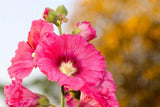 Alcea rosea Hybrid Radiant Rose | 5_Seeds