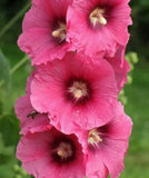 Alcea rosea Hybrid Radiant Rose | 5_Seeds