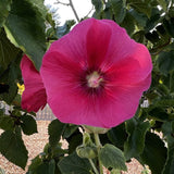 Alcea rosea Hybrid Radiant Rose | 5_Seeds