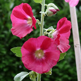 Alcea rosea Hybrid Radiant Rose | 5_Seeds
