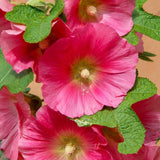 Alcea rosea Hybrid Radiant Rose | 5_Seeds