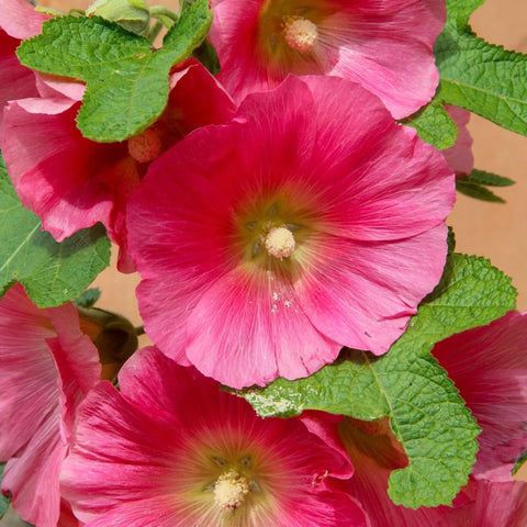 Alcea rosea Hybrid Radiant Rose | 5_Seeds