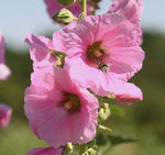 Alcea rosea Single Pink | 20_Seeds