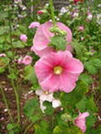 Alcea rosea Single Pink | 20_Seeds