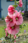 Alcea rosea Single Pink | 20_Seeds