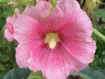 Alcea rosea Single Pink | 20_Seeds