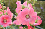 Alcea rosea Single Pink | 20_Seeds