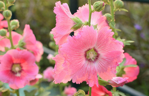Alcea rosea Single Pink | 20_Seeds