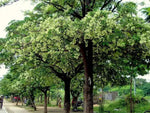 Alstonia scholaris | Scholars & Devil Tree | 20_Seeds