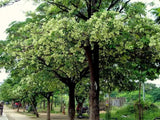 Alstonia scholaris | Scholars & Devil Tree | 20_Seeds