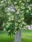 Alstonia scholaris | Scholars & Devil Tree | 20_Seeds