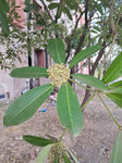 Alstonia scholaris | Scholars & Devil Tree | 20_Seeds