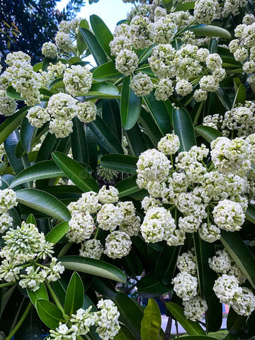 Alstonia scholaris | Scholars & Devil Tree | 20_Seeds