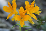 Alstroemeria aurea | pelegrina | psittacina | ligtu | Yellow Peruvian Lily | 10_Seeds